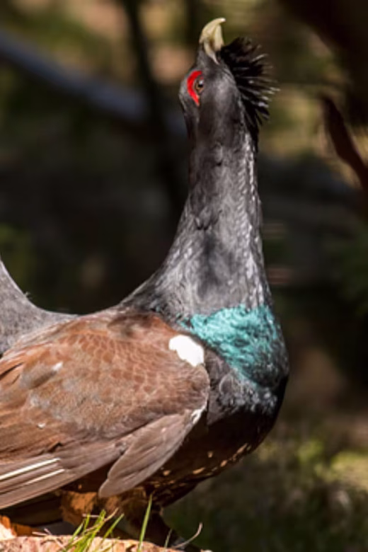 Flora y fauna de los Picos de Europa