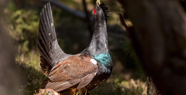 Flora y fauna de los Picos de Europa
