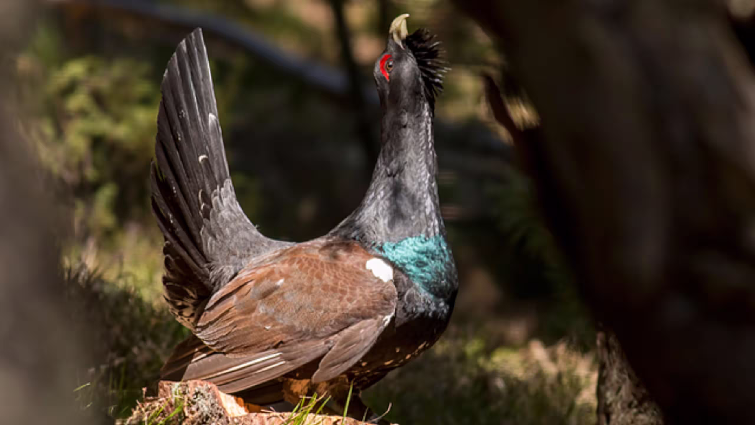 Flora y fauna de los Picos de Europa