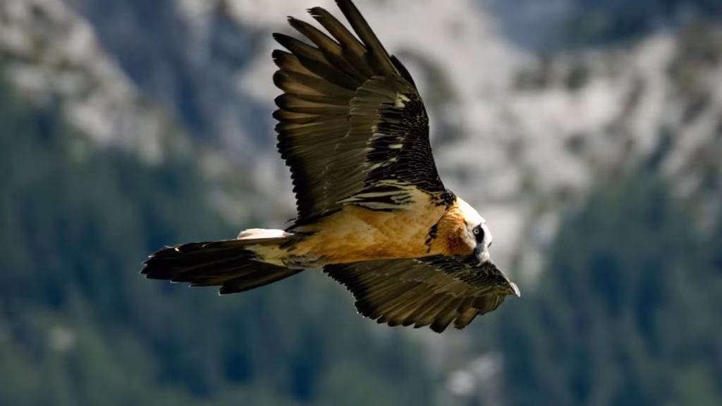 quebrantahuesos en Picos de Europa