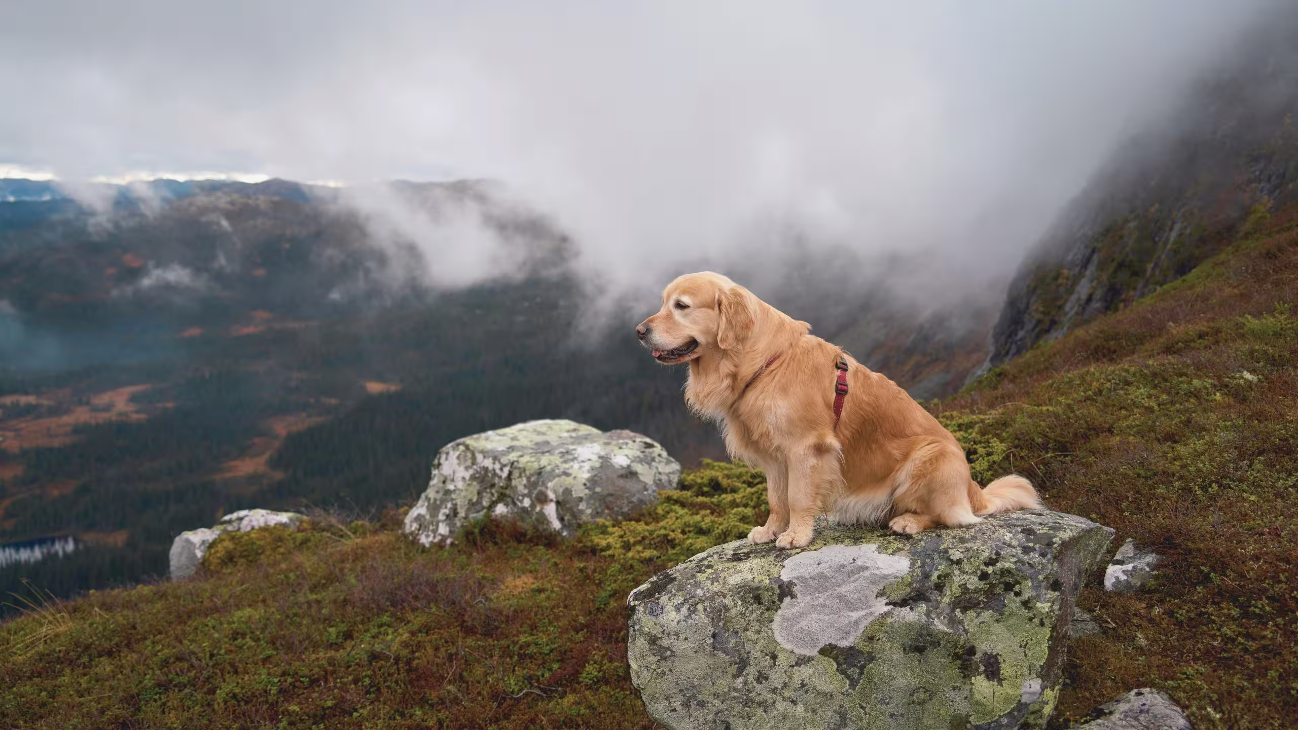Anillo Picos de Europa con Perro